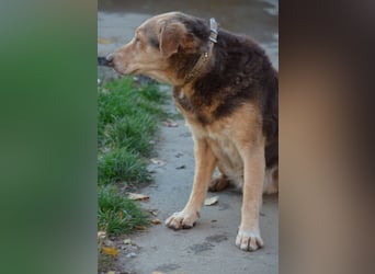 Notfall Senior sucht seine Menschen