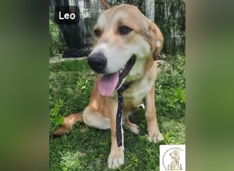 Leo – der kleine Beobachter mit großen Plänen!
