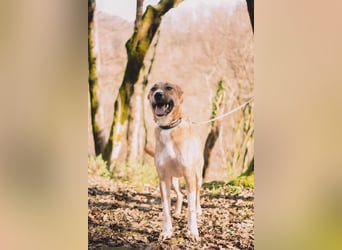 Neugieriger Süleyman sucht seine Familie