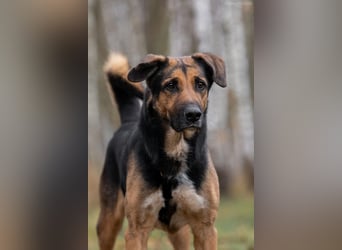 Hübscher Dar sucht liebevolles Zuhause