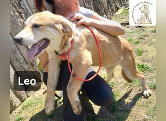 Leo – der kleine Beobachter mit großen Plänen!
