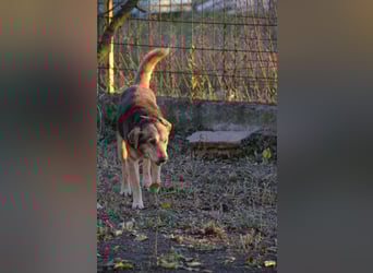 Notfall Senior sucht seine Menschen