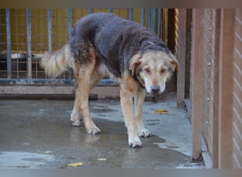 Notfall Senior sucht seine Menschen