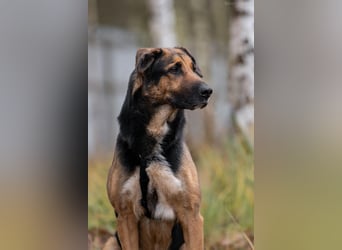 Hübscher Dar sucht liebevolles Zuhause