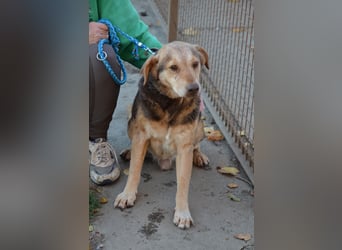 Liebenswerter Senior Cezar in 72510 Stetten am kalten Markt