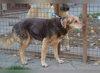 Notfall Senior sucht seine Menschen