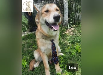 Leo – der kleine Beobachter mit großen Plänen!