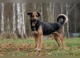 Hübscher Dar sucht liebevolles Zuhause