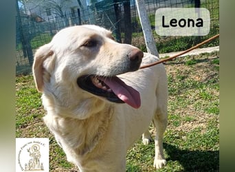 Leona – sanft, stark und bereit für ein neues Kapitel!