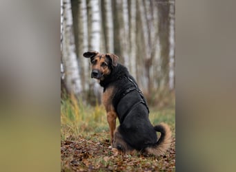 Hübscher Dar sucht liebevolles Zuhause