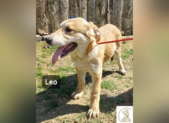 Leo – der kleine Beobachter mit großen Plänen!