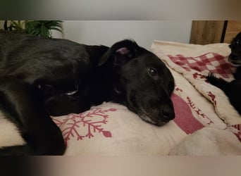 Maya - liebevolle, sanfte Hündin sucht ihre Familie