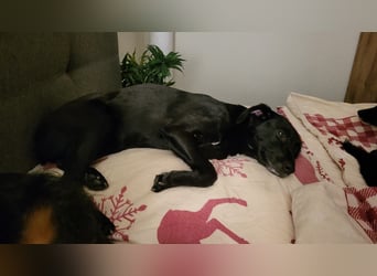 Maya - liebevolle, sanfte Hündin sucht ihre Familie