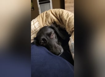 Maya - liebevolle, sanfte Hündin sucht ihre Familie