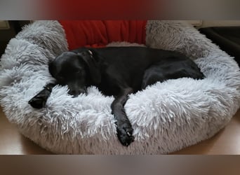 Maya - liebevolle, sanfte Hündin sucht ihre Familie