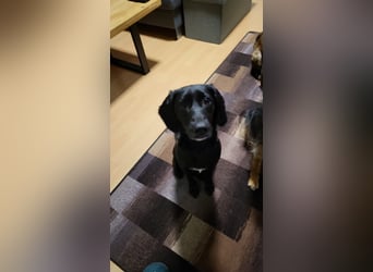 Maya - liebevolle, sanfte Hündin sucht ihre Familie