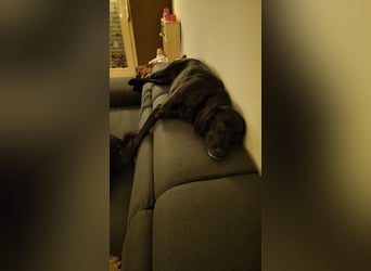 Maya - liebevolle, sanfte Hündin sucht ihre Familie