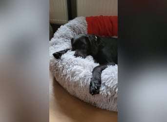 Maya - liebevolle, sanfte Hündin sucht ihre Familie