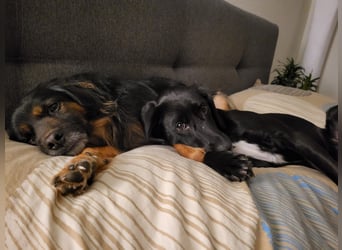 Maya - liebevolle, sanfte Hündin sucht ihre Familie