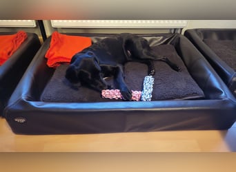 Maya - liebevolle, sanfte Hündin sucht ihre Familie