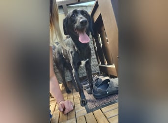 Maya - liebevolle, sanfte Hündin sucht ihre Familie