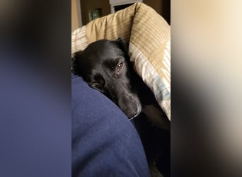 Maya - liebevolle, sanfte Hündin sucht ihre Familie