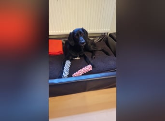 Maya - liebevolle, sanfte Hündin sucht ihre Familie