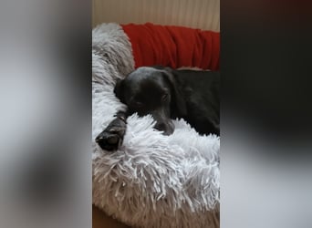 Maya - liebevolle, sanfte Hündin sucht ihre Familie