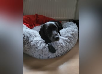 Maya - liebevolle, sanfte Hündin sucht ihre Familie