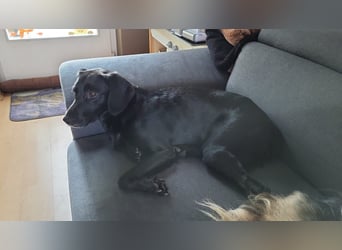 Maya - liebevolle, sanfte Hündin sucht ihre Familie