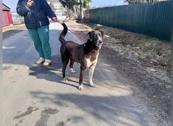 Bardi: eine großherzige Hundedame wünscht sich Familienanschluss