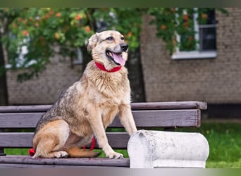 Die liebe und freundliche Zara wünscht sich schon lange ein Zuhause