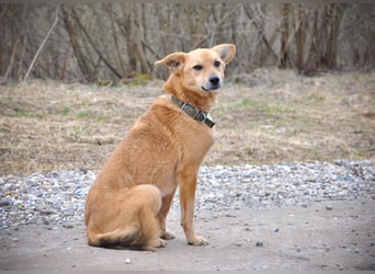 Timmy: Vom Schattenhund zum Herzensbrecher