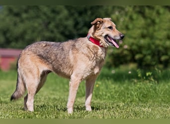 Die liebe und freundliche Zara wünscht sich schon lange ein Zuhause