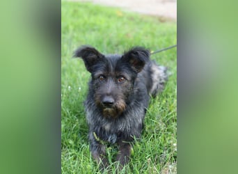 Fröhlicher Heart sucht ein Körbchen