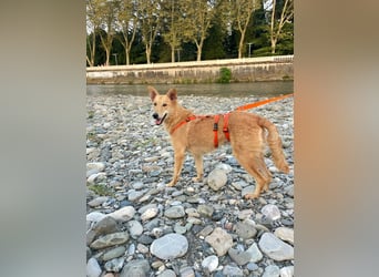 Yasmin sucht ein sportliches Zuhause