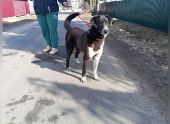 Bardi: eine großherzige Hundedame wünscht sich Familienanschluss