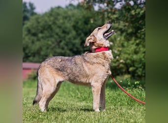 Die liebe und freundliche Zara wünscht sich schon lange ein Zuhause