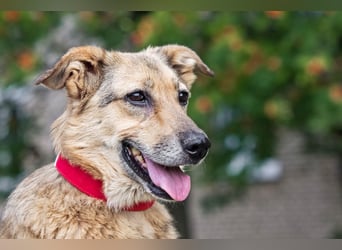 Die liebe und freundliche Zara wünscht sich schon lange ein Zuhause