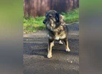 Lüba möchte gerne wieder ein Zuhause haben
