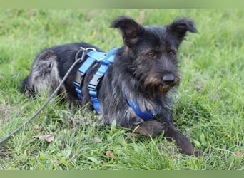 Fröhlicher Heart sucht ein Körbchen