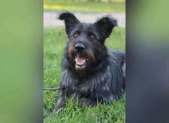 Fröhlicher Heart sucht ein Körbchen