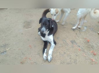 Bardi: eine großherzige Hundedame wünscht sich Familienanschluss