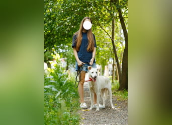 Savi: Freundliche weiße Schönheit sucht ihr Körbchen