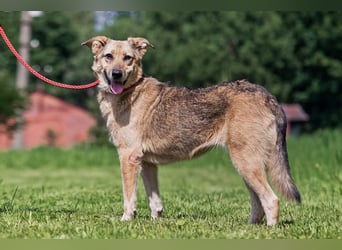Die liebe und freundliche Zara wünscht sich schon lange ein Zuhause