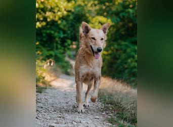 Yasmin sucht ein sportliches Zuhause