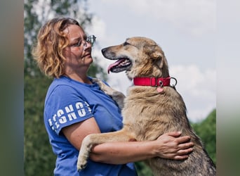Die liebe und freundliche Zara wünscht sich schon lange ein Zuhause