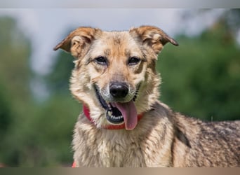 Die liebe und freundliche Zara wünscht sich schon lange ein Zuhause