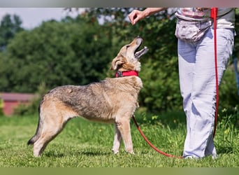 Die liebe und freundliche Zara wünscht sich schon lange ein Zuhause