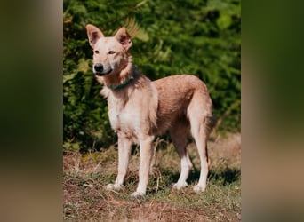 Yasmin sucht ein sportliches Zuhause